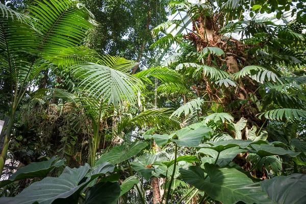 Bosque Selva Tropical Fondo Fondo Pantalla Bosque Lluvioso Verde Fresco — Foto de Stock