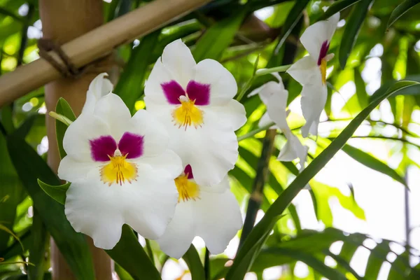 Fiore Orchidea Phalaenopsis Tropicale Sfondo Floreale — Foto Stock