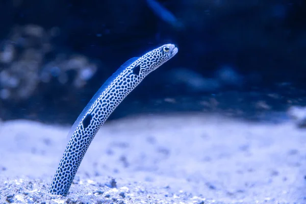 garden eels close-up view in ocean. Sea life