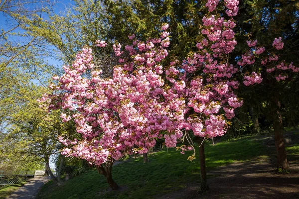 春には桜が咲く 青空の背景 — ストック写真