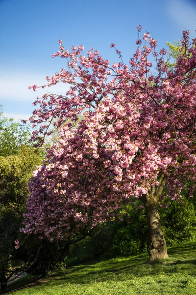 Japanese Cherry Blossom Spring Blue Sky Background — Stock Photo, Image