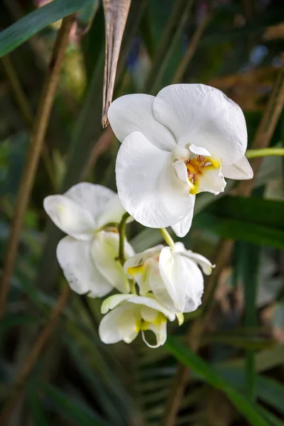 Orchid Flower White Phalaenopsis Amabilis Tropical Floral Background — Stock Photo, Image