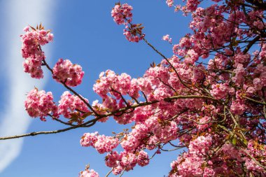 Baharda Japon kiraz çiçeği dalı. Mavi gökyüzü arkaplanı