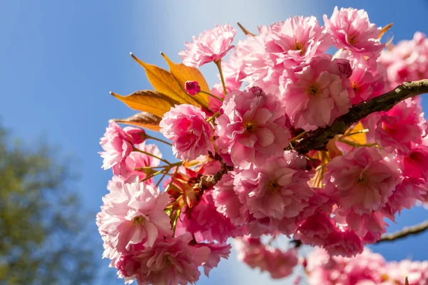 Japanese Cherry Blossom Branch Spring Blue Sky Background Closeup View — Stock Photo, Image