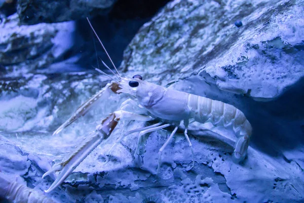 Langoustine Nahaufnahme Meer Meeresbewohner — Stockfoto