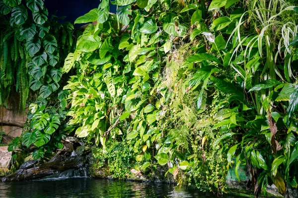 Tropische Vijver Schildpad Een Regenwoud Mangrove Close Upzicht — Stockfoto