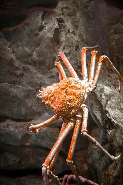 Spinnenkrabben Aus Nächster Nähe Meer Meeresbewohner — Stockfoto