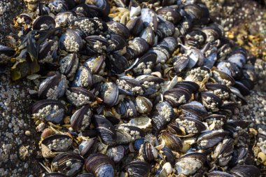 Kaya görünümlü midyeler. Makro fotoğrafçılık