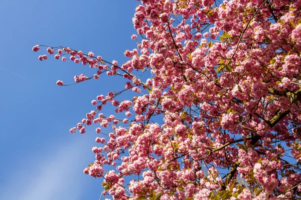 Ramo Flor Cereja Japonês Primavera Céu Azul Fundo — Fotografia de Stock