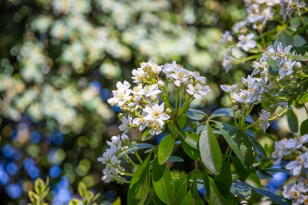 Azahar Mexicano Choisya Ternata Primavera Flores Blancas Vista Cerca —  Fotos de Stock