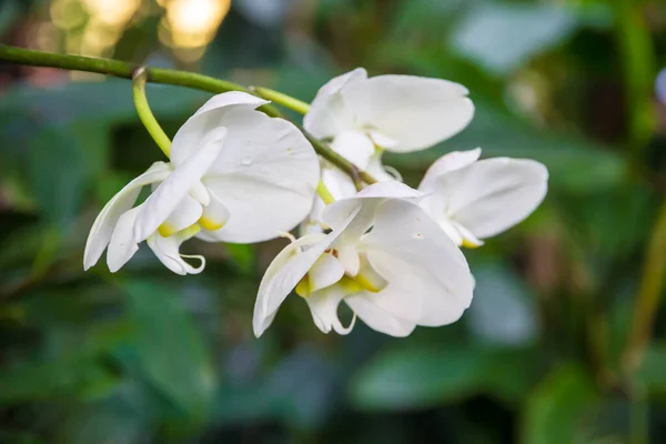 Kwiat Storczyka Biała Phalaenopsis Amabilis Tropikalne Tło Kwiatowe — Zdjęcie stockowe