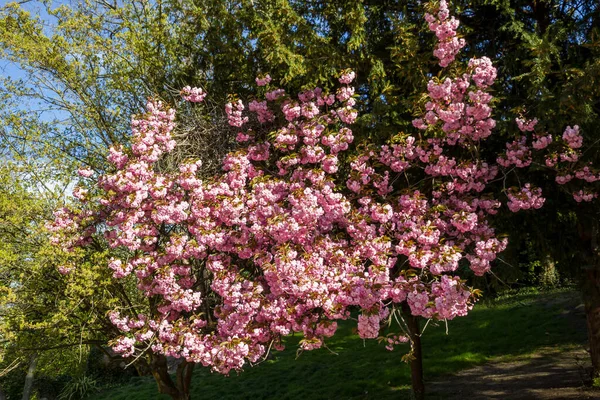 Japanese Cherry Blossom Spring Blue Sky Background Stock Image