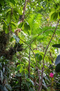 Tropik orman arka planı. Yeşil ve taze yağmur ormanları duvar kağıdı