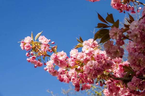 Ramo Flor Cereja Japonês Primavera Céu Azul Fundo — Fotografia de Stock