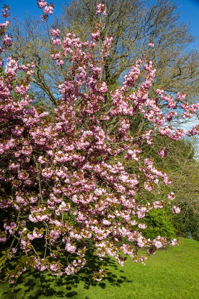 Flor Cerezo Japonés Primavera Fondo Cielo Azul — Foto de Stock