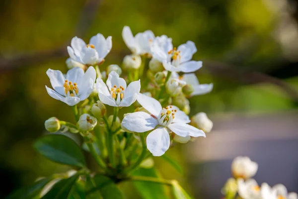 Mexican Orange Blossom Choisya Ternata Spring Whites Flowers Closeup View — Stock Photo, Image