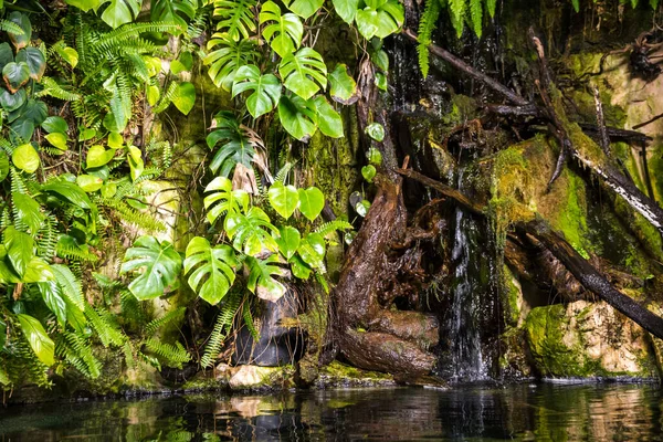 Tropical Pond Rainforest Mangrove Close View — Stock Photo, Image