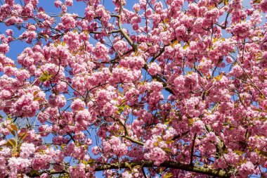 Baharda Japon kiraz çiçeği dalı. Mavi gökyüzü arkaplanı