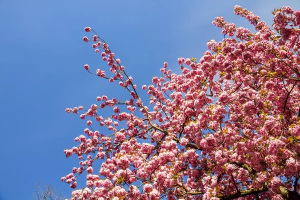 Japanese Cherry Blossom Branch Spring Blue Sky Background — Stock Photo, Image