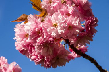 Baharda Japon kiraz çiçeği dalı. Mavi gökyüzü arka planı. Yakın görünüm