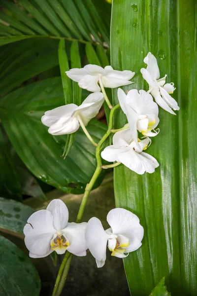 Orchid Flower White Phalaenopsis Amabilis Tropical Floral Background — Stock Photo, Image