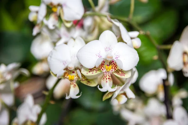 Orchid Flower Phalaenopsis Tropical Floral Background — Stock Photo, Image