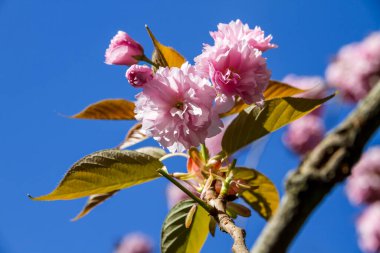 Baharda Japon kiraz çiçeği dalı. Mavi gökyüzü arka planı. Yakın görünüm