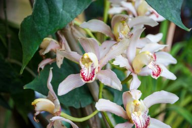 Orkide çiçeği, beyaz cymbidium. Tropikal çiçek arkaplanı