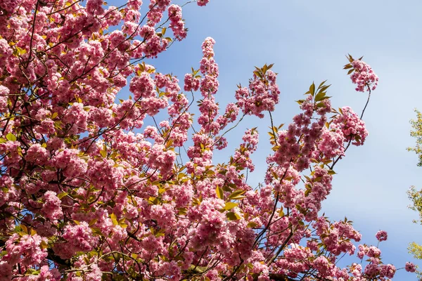 Ramo Flor Cereja Japonês Primavera Céu Azul Fundo — Fotografia de Stock