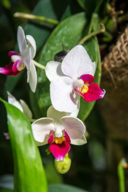 Orchid flower, Phalaenopsis red lips. Tropical floral background