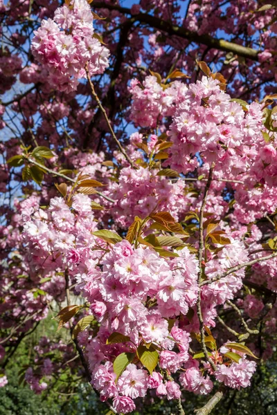 일본의 벚꽃은 클로즈업 매크로 — 스톡 사진