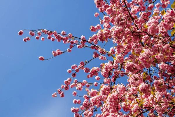 Ramo Flor Cereja Japonês Primavera Céu Azul Fundo — Fotografia de Stock