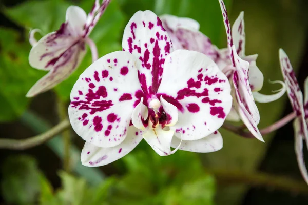 Orchid flower, Phalaenopsis. Tropical floral background