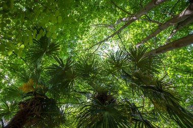 Deep tropical rain forest background. Bottom view