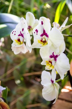 Orkide çiçeği, Phalaenopsis. Tropikal çiçek arkaplanı