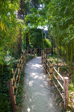 Bamboo path in a japanese garden. Zen background