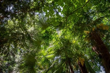 Deep tropical rain forest background. Bottom view