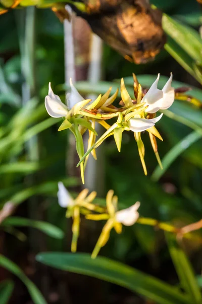 Orchideavirág Ritka Faj Trópusi Virágos Háttér — Stock Fotó