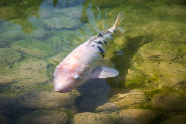 Koi carp in a japanese garden pond. Zen background