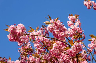 Baharda Japon kiraz çiçeği dalı. Mavi gökyüzü arkaplanı