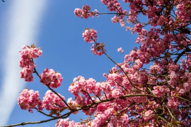 Baharda Japon kiraz çiçeği dalı. Mavi gökyüzü arkaplanı