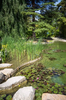 Pond in a traditional japanese garden. Zen background