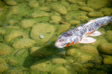 Koi carp in a japanese garden pond. Zen background