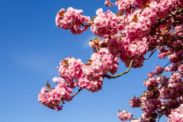 Ramo Flor Cereja Japonês Primavera Céu Azul Fundo — Fotografia de Stock