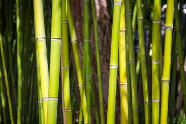 Bamboo tree detail. Green tropical forest, zen background