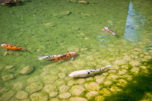 Koi Carp Japanese Garden Pond Zen Background — Stock Photo, Image