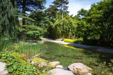 Pond in a traditional japanese garden. Zen background