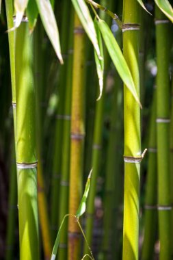 Bamboo tree detail. Green tropical forest, zen background