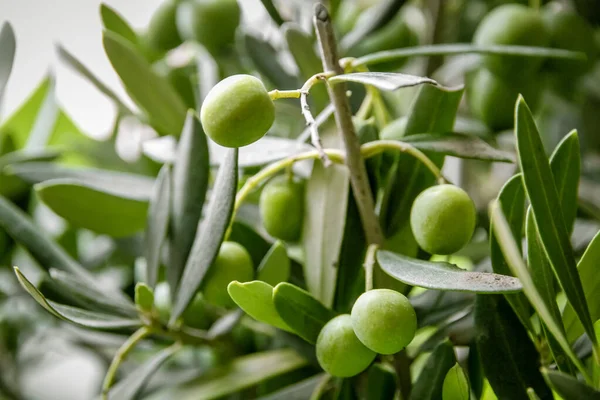 Olive Branch Closeup View Cultivated Field — Fotografia de Stock