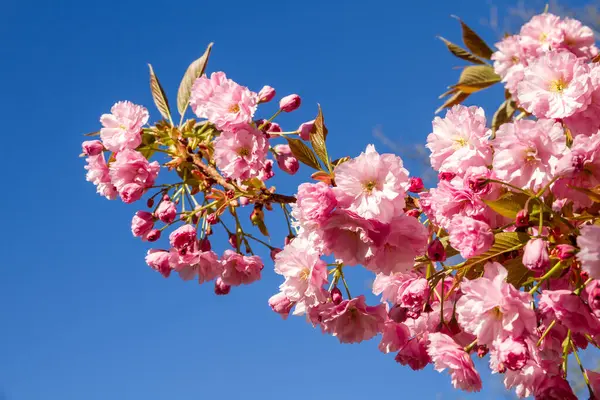 Ramo Flor Cereja Japonês Primavera Céu Azul Fundo — Fotografia de Stock